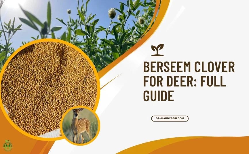 berseem clover for deer